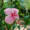 綺麗な花