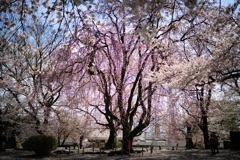 桜の中