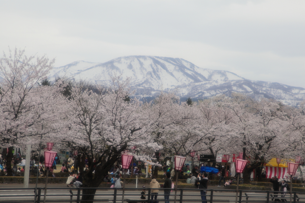 桜と雪山