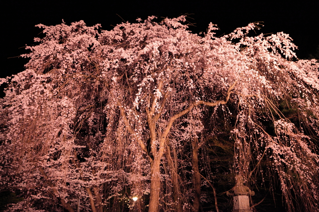 しだれ桜