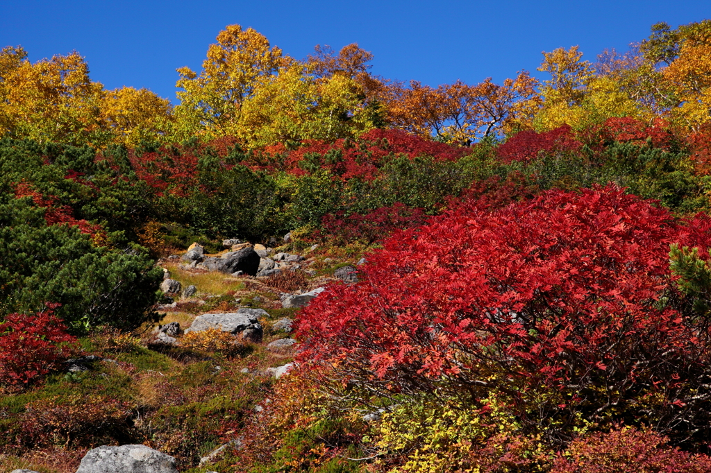 乗鞍の紅葉　１