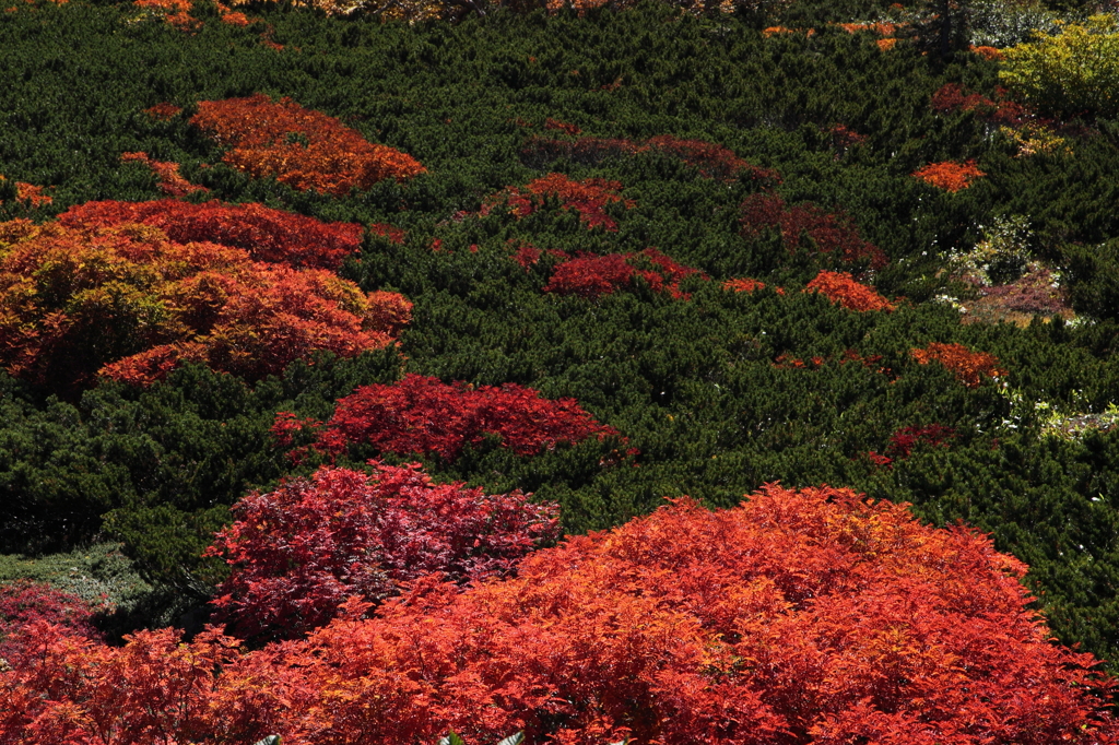 乗鞍の紅葉　７