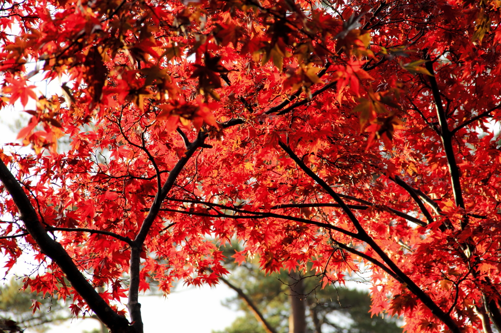 弥彦公園　もみじ谷　１