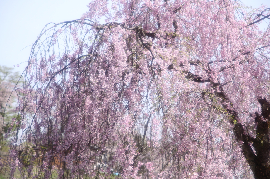 しだれ桜