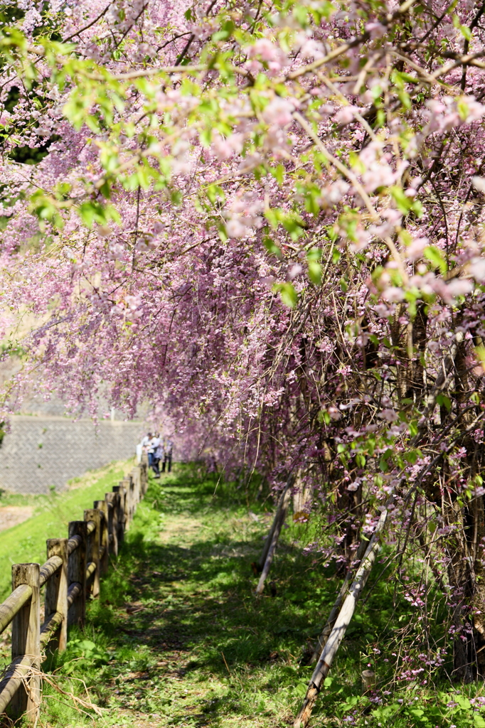 桜のとおり道