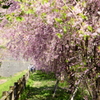 桜のとおり道
