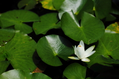 宝泉寺～蓮～