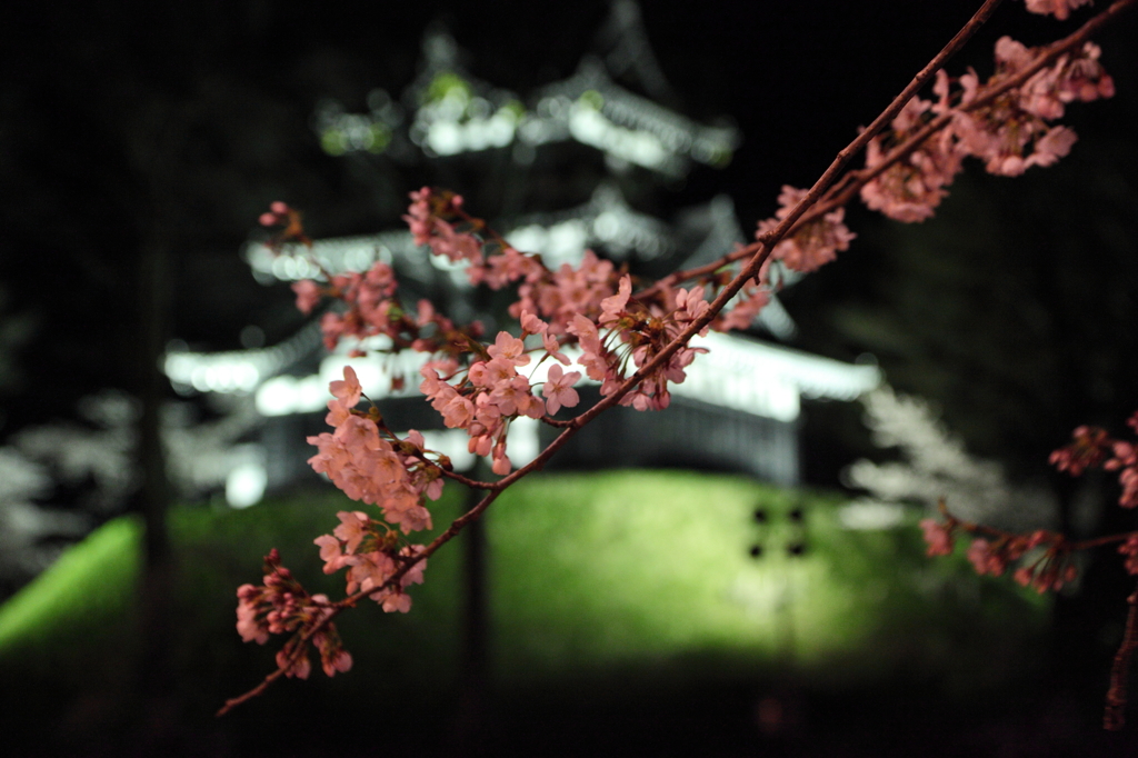 桜とお城？