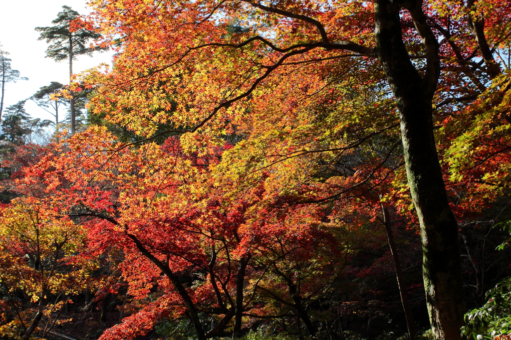 弥彦公園　もみじ谷　７