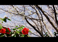 桜椿