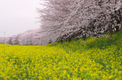 吉見さくら堤公園