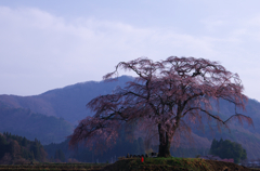 上発知しだれ桜