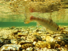 山女魚