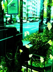 Falling Ginkgo