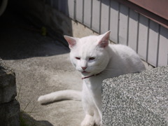 しろねこ