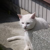 しろねこ