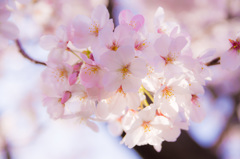 春からの花束を