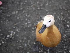 水鳥
