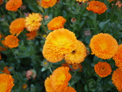 従兄弟のお花