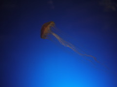 空飛ぶクラゲ