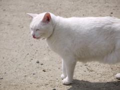 しろねこ