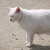 しろねこ