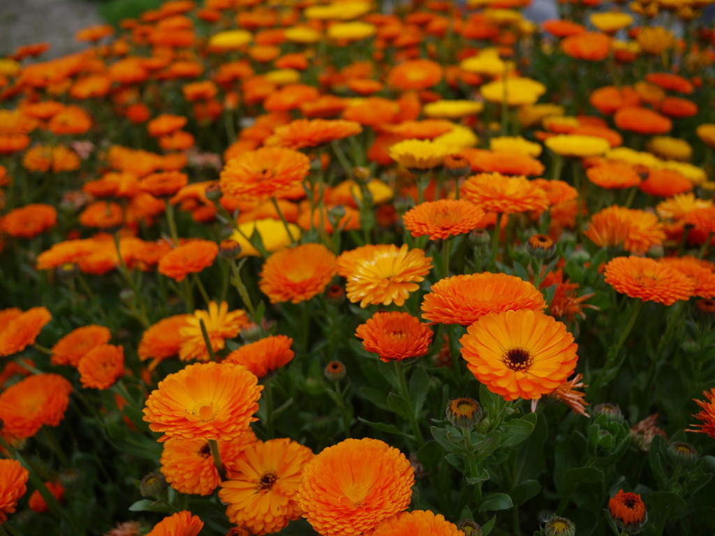 従兄弟のお花