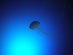 空飛ぶクラゲ