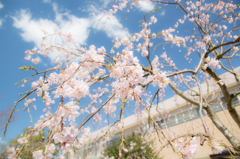 早咲き桜のハート