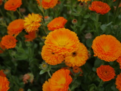従兄弟のお花