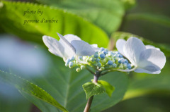 Hydrangea #2