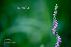 "nejibana"