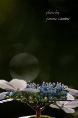 Hydrangea #3