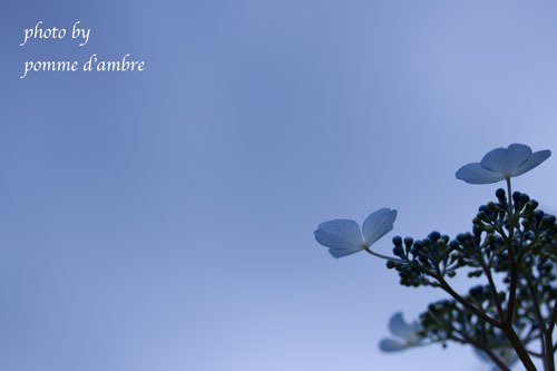 Hydrangea #1