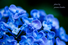 Hydrangea #5