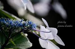 Hydrangea #4