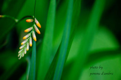 Green dreams #1
