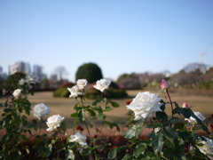 新宿御苑