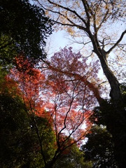 新宿御苑