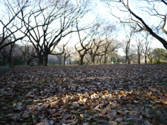 新宿御苑