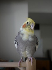 GF2 14mm 試し鳥