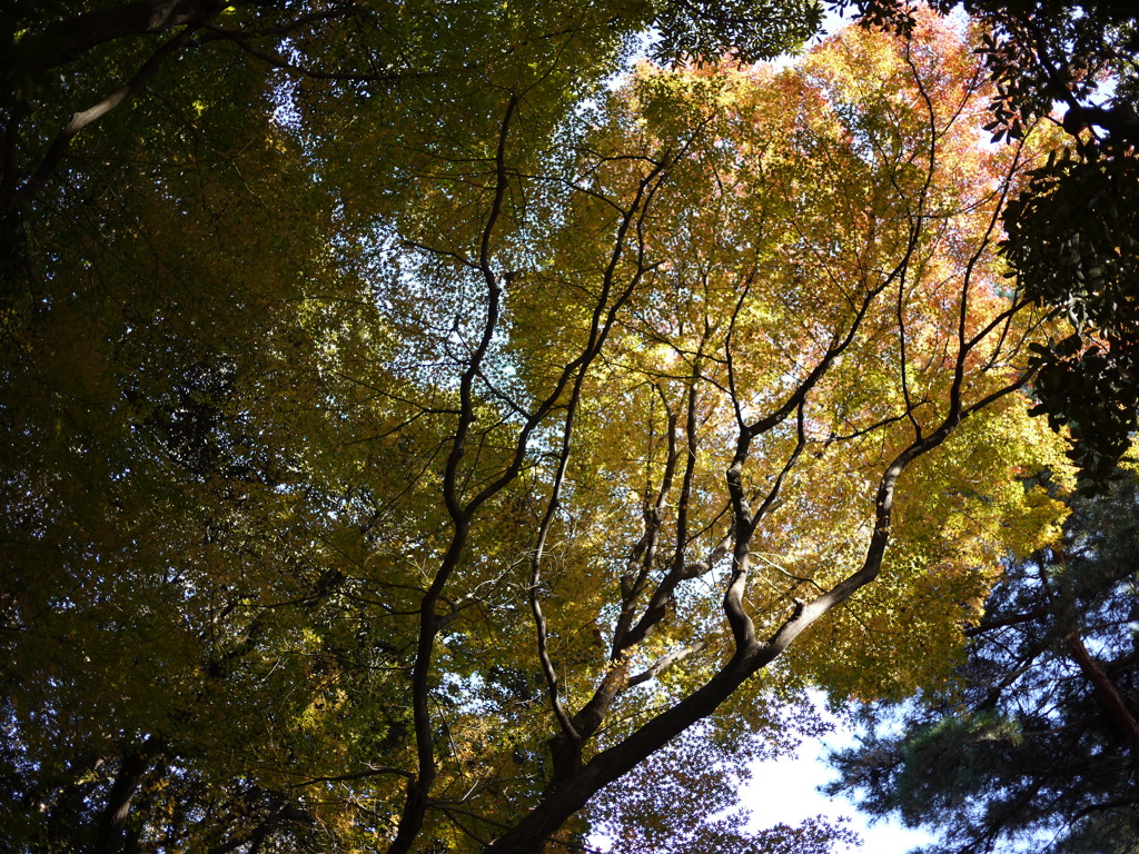 新宿御苑