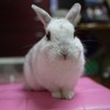 ネザーランドドワーフ
