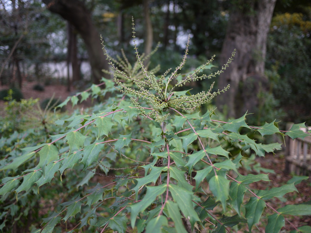 植物
