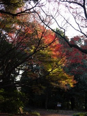 新宿御苑