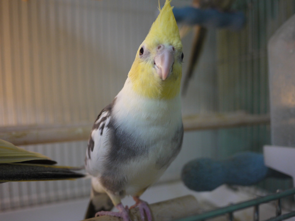 GF2 14mm 試し鳥