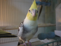 GF2 14mm 試し鳥