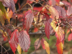 Autumn　Leaves　M★