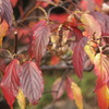 Autumn　Leaves　M★