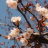 P4010808F